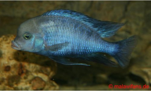 Cyrtocara moorii